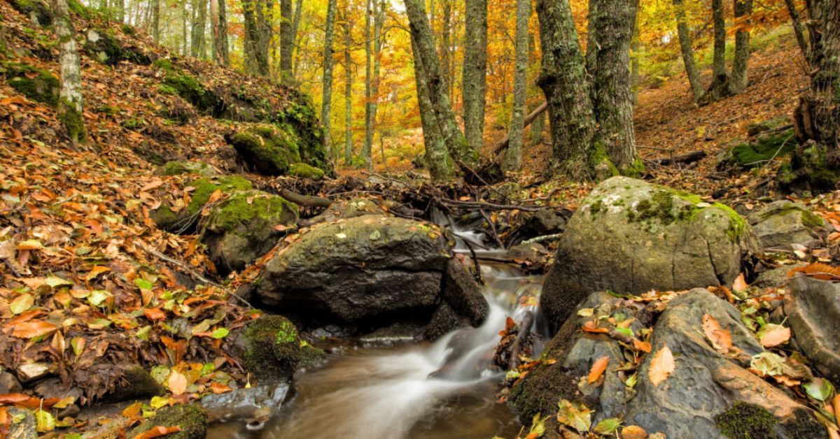 otoño