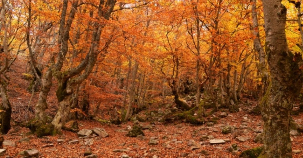 bosques